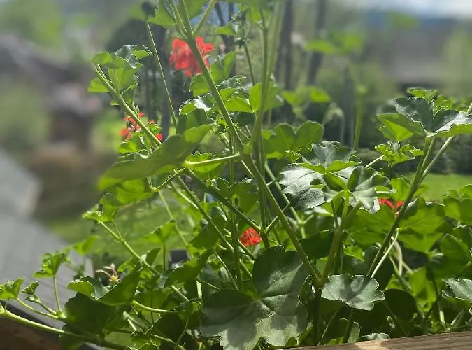 U Giewonta زاكوباني